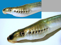 Lampetra fluviatilis, European river lamprey: fisheries, bait