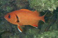 Myripristis berndti, Blotcheye soldierfish: fisheries, aquarium