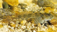 Cottus poecilopus, Alpine bullhead: fisheries, bait