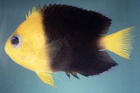 Centropyge joculator, Yellowhead angelfish: aquarium