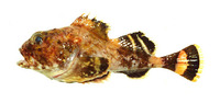 Malacocottus zonurus, Darkfin sculpin: