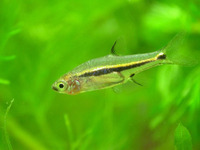 Boraras urophthalmoides, Least rasbora: aquarium