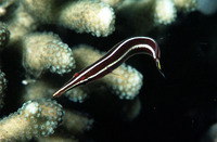 Diademichthys lineatus, Urchin clingfish: