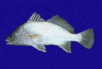 Bairdiella armata, Armed croaker: