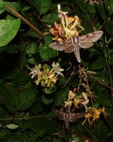 Sphinx pinastri - Pine Hawk-moth