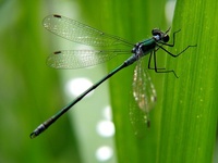 Lestes sponsa - Emerald Damselfly