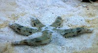 Archaster typicus - Sand Sifting Star