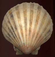 Pecten maximus - Escallop