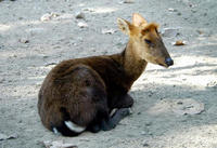 Image of: Muntiacus crinifrons (black muntjac)