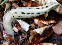 Limax cinereoniger