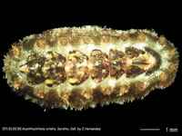 Acanthochitona crinita