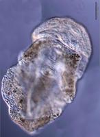 Trematoda