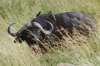 Image of: Syncerus caffer (African buffalo)