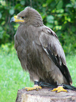 Aquila rapax vindhiana