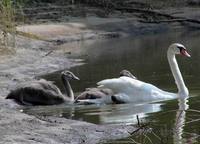 Cygnus olor - Mute Swan