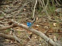 Malurus splendens - Splendid Fairywren