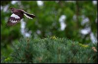 Mimus polyglottos - Northern Mockingbird