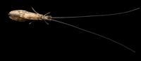 Image of: Leptoceridae (long-horn caddisflies)