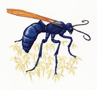 Image of: Pepsis grossa
