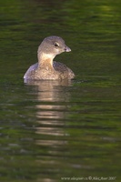 Podilymbus podiceps - Pied-billed Grebe