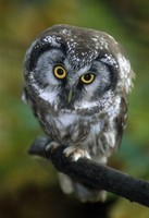 Aegolius funereus - Tengmalm's Owl