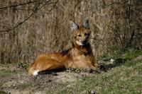 Chrysocyon brachyurus - Maned Wolf