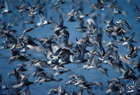 ...Image of: Calidris canutus (red knot), Arenaria interpres (ruddy turnstone), Calidris alba (sand