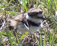 Image of: Charadrius vociferus (killdeer)