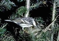 Image of: Dendroica striata (blackpoll warbler)