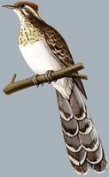 Image of: Dromococcyx phasianellus (pheasant-cuckoo)
