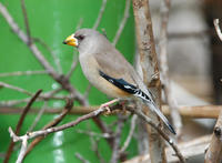 Image of: Eophona migratoria (yellow-billed grosbeak)