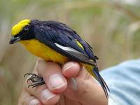 Image of: Euphonia laniirostris (thick-billed euphonia)