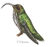 Image of: eutoxeres aquila (white-tipped sicklebill)