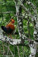 Image of: Gallus lafayettii (Ceylon junglefowl)