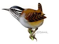 Image of: Henicorhina leucophrys (grey-breasted wood-wren)