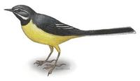 Image of: Motacilla cinerea (grey wagtail)