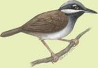 Image of: Mystacornis crossleyi (Crossley's babbler)