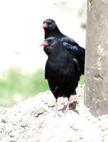 Image of: Pyrrhocorax pyrrhocorax (red-billed chough)