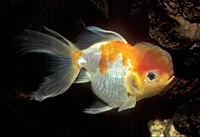 Carassius auratus - Goldfish