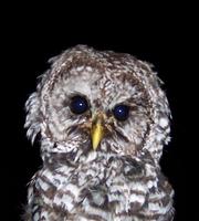 Image of: Strix varia (barred owl)