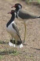 Image of: Vanellus indicus (red-wattled lapwing)