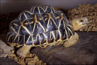 Image of: Geochelone elegans (Indian star tortoise)