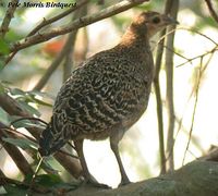 Green Junglefowl - Gallus varius