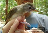 Moustached Babbler - Malacopteron magnirostre