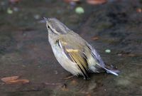 Buff-barred Warbler - Phylloscopus pulcher