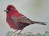 Vinaceous Rosefinch - Carpodacus vinaceus