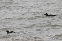 White-winged Scoter - Melanitta deglandi