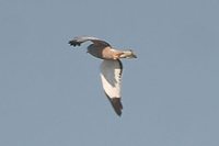 Cinereous Harrier - Circus cinereus