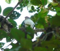 Plain-breasted Hawk - Accipiter ventralis