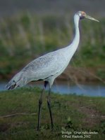 Brolga - Grus rubicunda